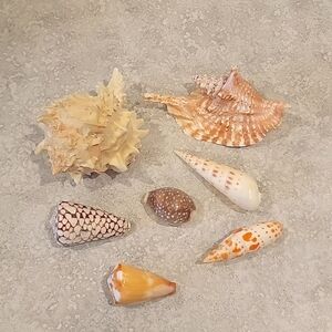 Bundle of 7 colorful seashells